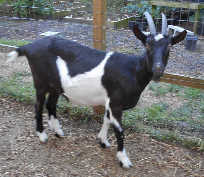 Discover Why Goat Milk Soap Reigns Supreme